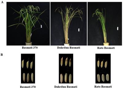 Evaluation of Whole-Genome Sequence, Genetic Diversity, and Agronomic Traits of Basmati Rice (Oryza sativa L.)